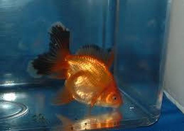 One of the largest Indian Ornamental fish exporter and Wholesaler