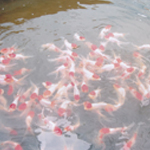 leading exporter in Indian wild tropical fish