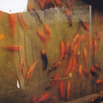 Ornamental Fish Rearing in India