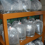 export of fresh and marine ornamental fish