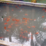 freshwater ornamental fish