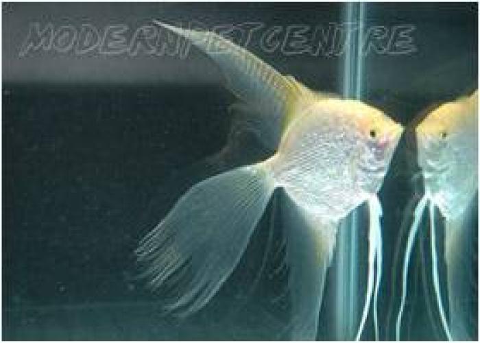 Angel Breloque en argent sterling 3D Angelfish .925 x 1 Breloques Angel Fish! 
